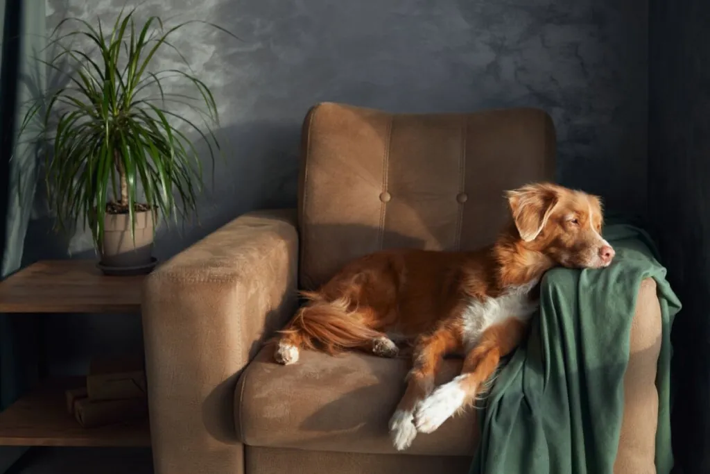 Imagem de um cão da raça Duck Tolling Retriever deitado em uma poltrona