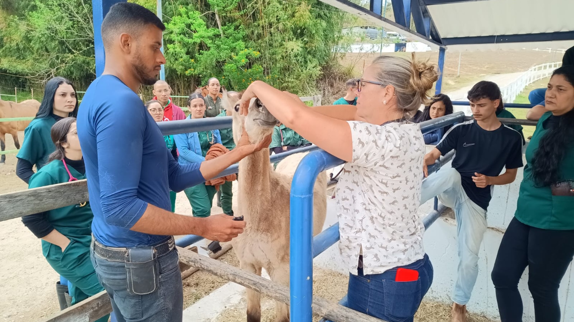Cerca de 300 alunos da UMC têm vivência prática com animais de grande porte no curso de Medicina Veterinária