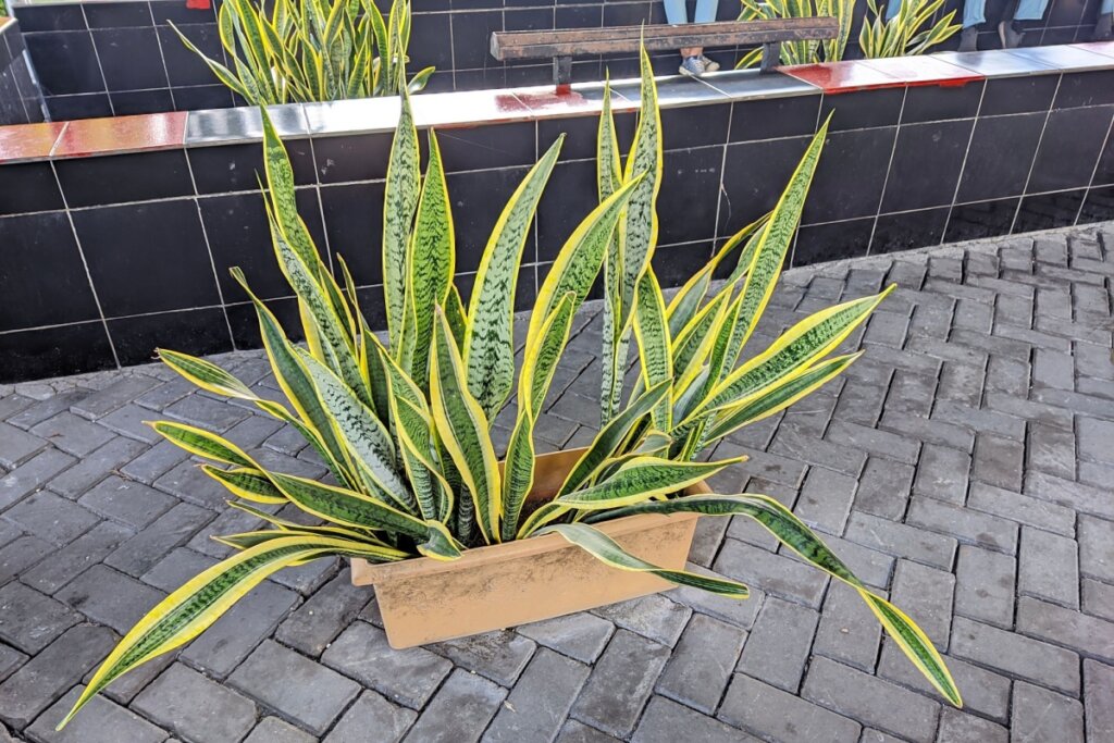 Espada-de-são-jorge em um vaso de barro na rua 