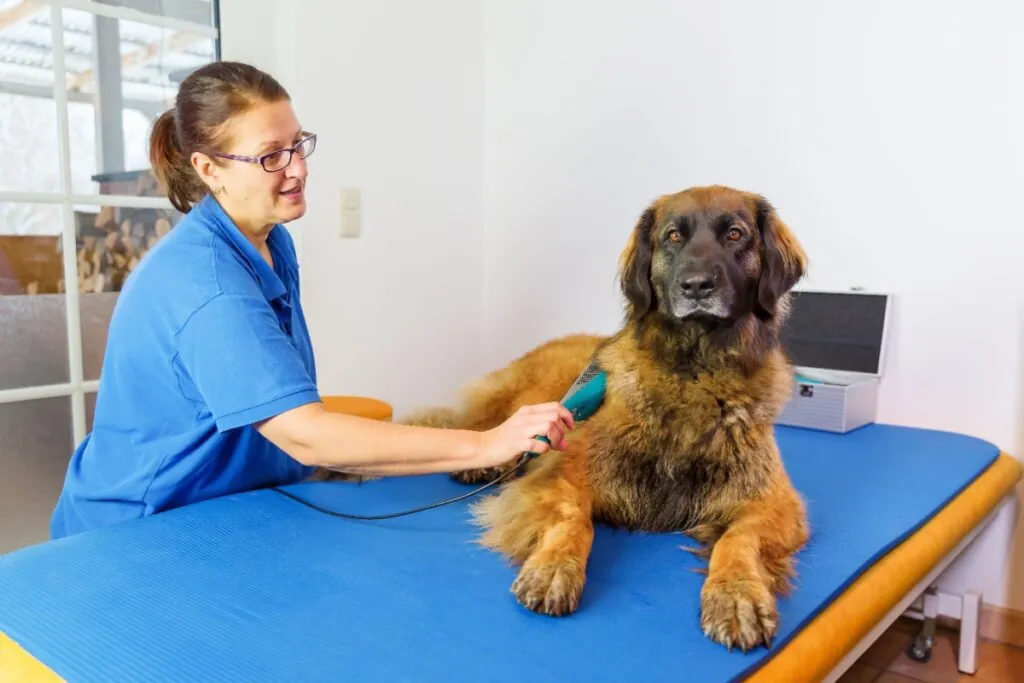 Profissional realizando fisioterapia em um cachorro grande