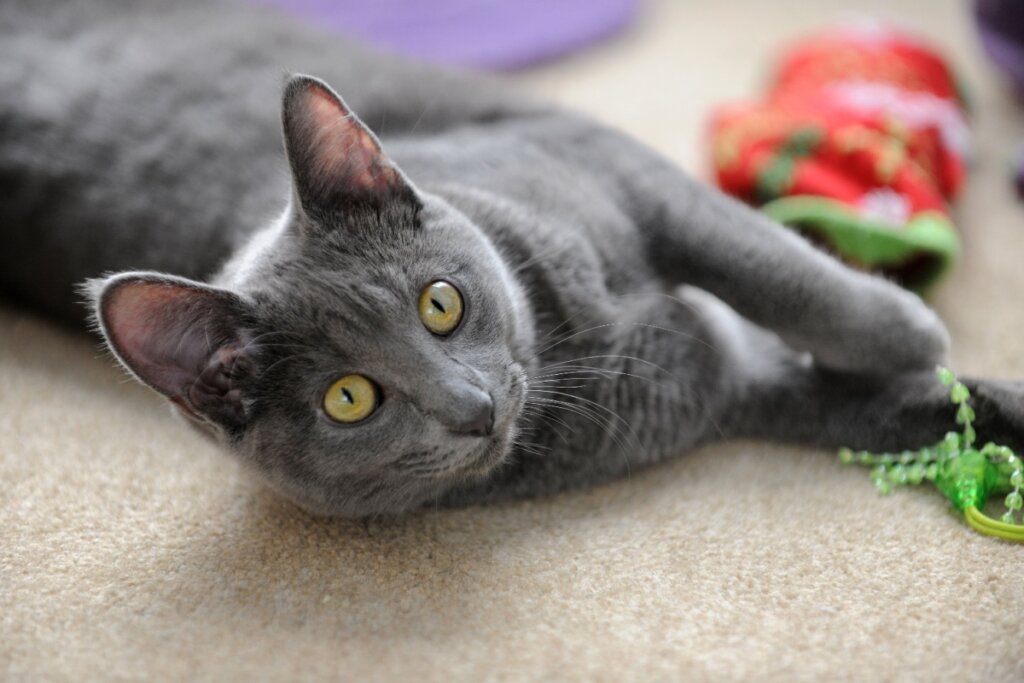 Gato da raça korat deitado brincando com brinquedo