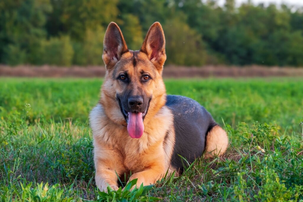 Cachorro da raça pastor alemão sentado em grama verde ao ar livre