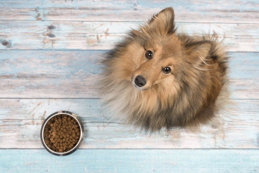 4 características do cachorro da raça pastor de Shetland 