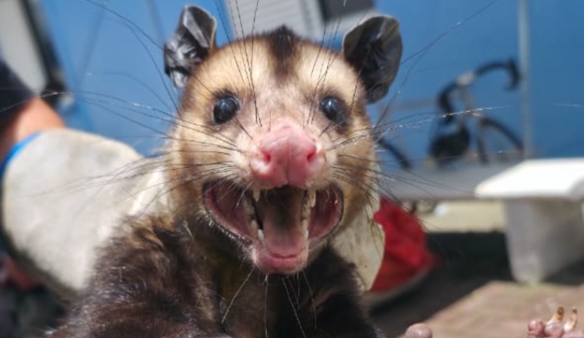 Gambá-de-orelha-preta é resgatado em Mogi das Cruzes