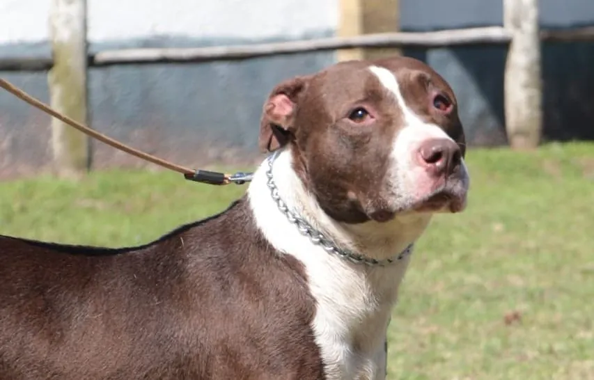 Meio Ambiente de Suzano resgata cachorros vítimas de maus-tratos