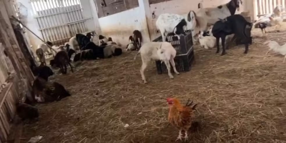 Animais vivos e restos de abate são encontrados em frigorífico clandestino em Mogi das Cruzes