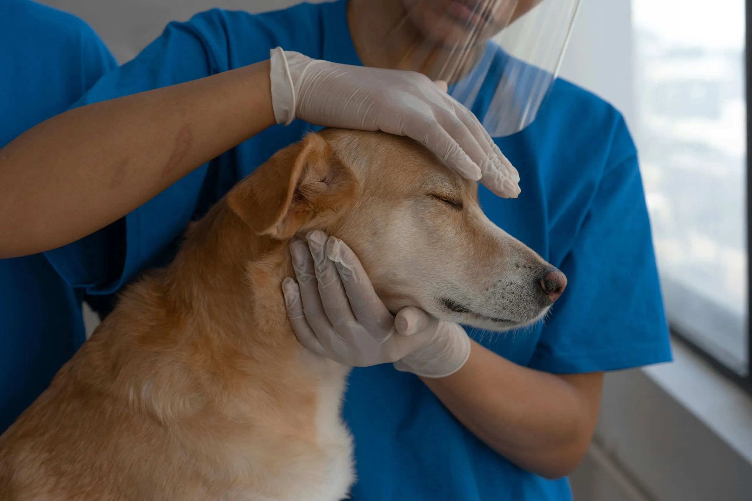 Santa Isabel inaugura clínica veterinária municipal com atendimento gratuito