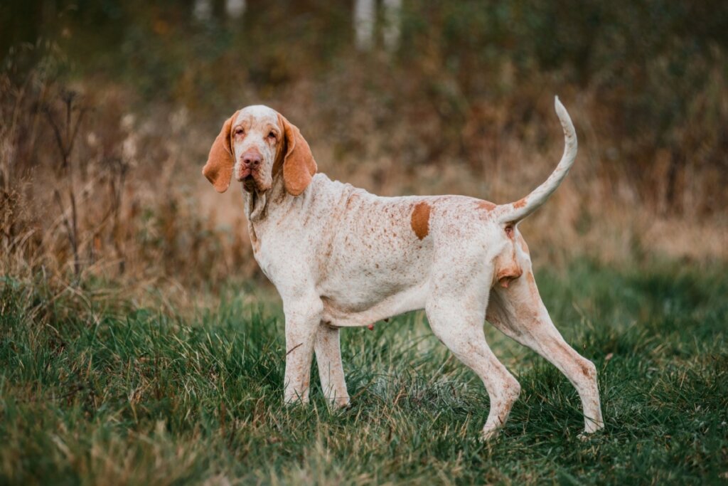 Cachorro bracco italiano  com pelagem branca e marrom-claro em pé em uma floresta com grama queimada 