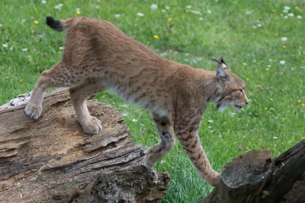 Lince: conheça esse felino com comportamentos surpreendentes 