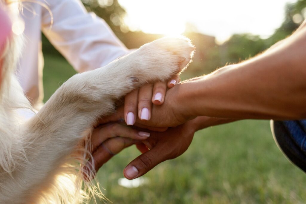 Pata de um cachorro em cima de mãos femininas em um jardim
