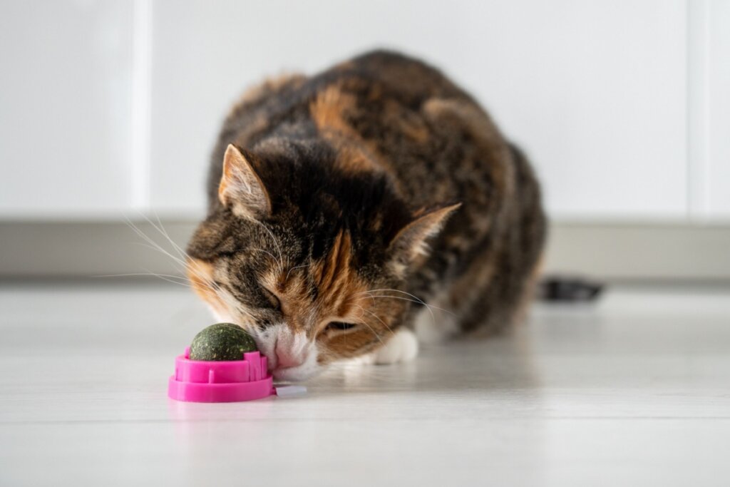 Como enriquecer o ambiente do seu gato: 6 ideias que ele vai adorar