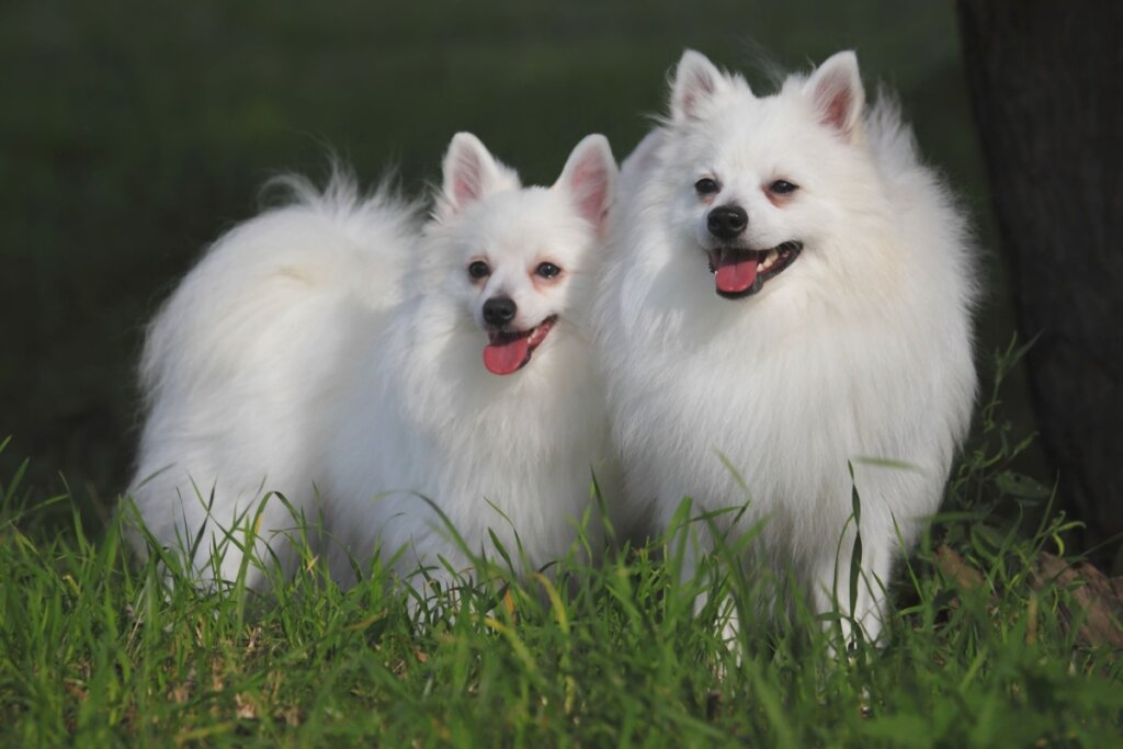 Dois cães da raça volpino italiano juntos sobre a grama