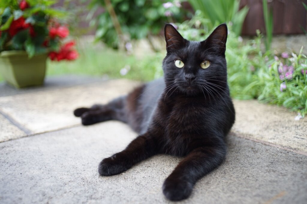 Gato da raça Bombay, de pelagem curta e preta, com olhos verdes, deitado sobre um piso externo, com plantas e flores ao fundo desfocado.