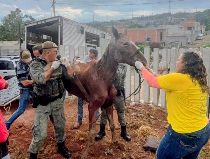 Cavalo vítima de maus-tratos é resgatado na região do Rio Abaixo, em Suzano