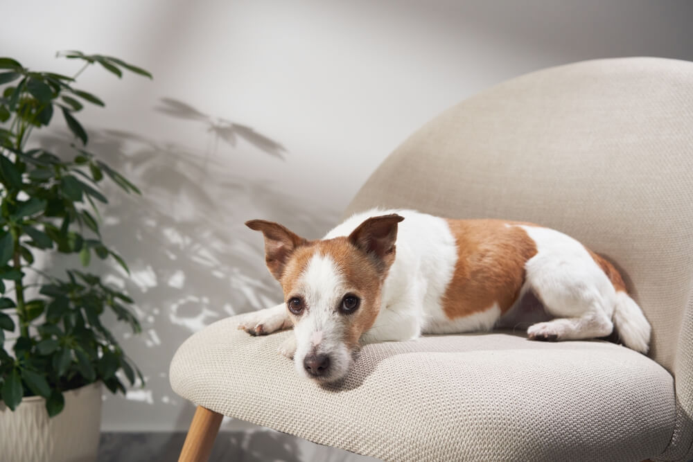 Jack Russell deitado em uma cadeira