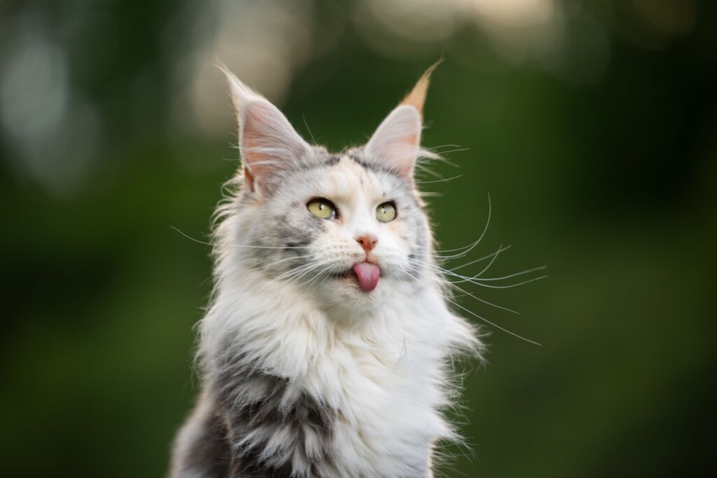 Gato maine coon, com pelagem branca e cinza, sentado em um jardim 