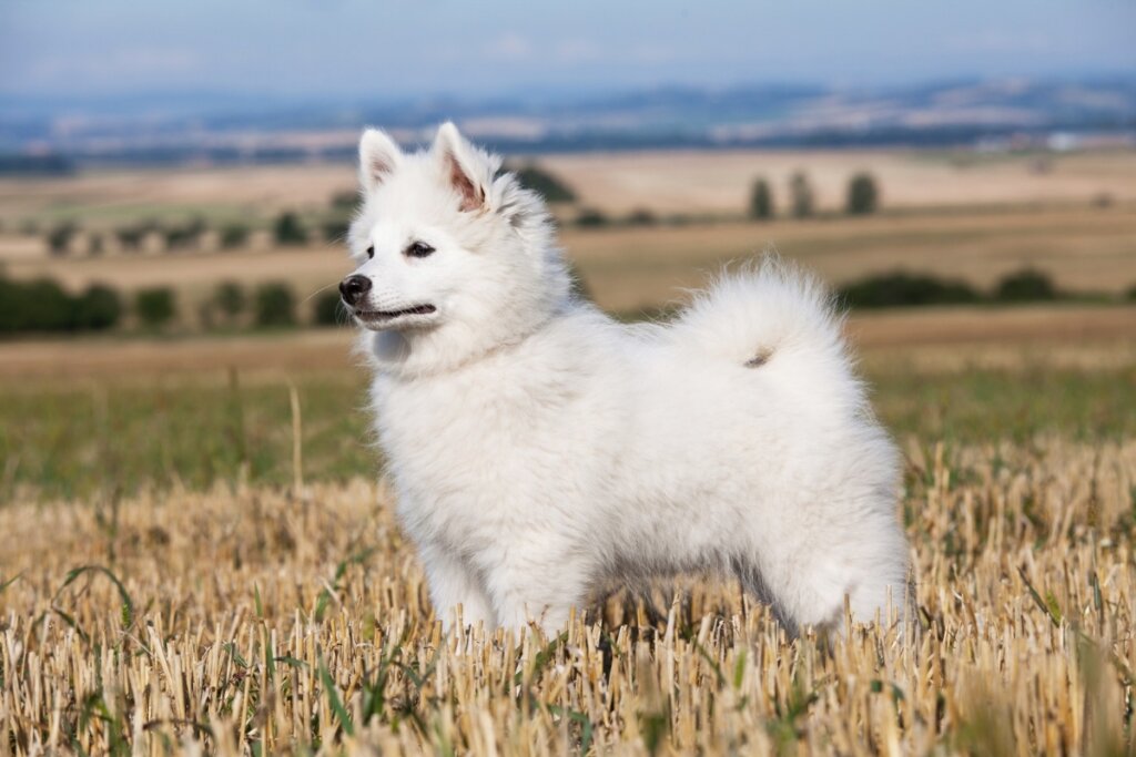 Cães do tipo spitz: 7 raças encantadoras para conhecer 