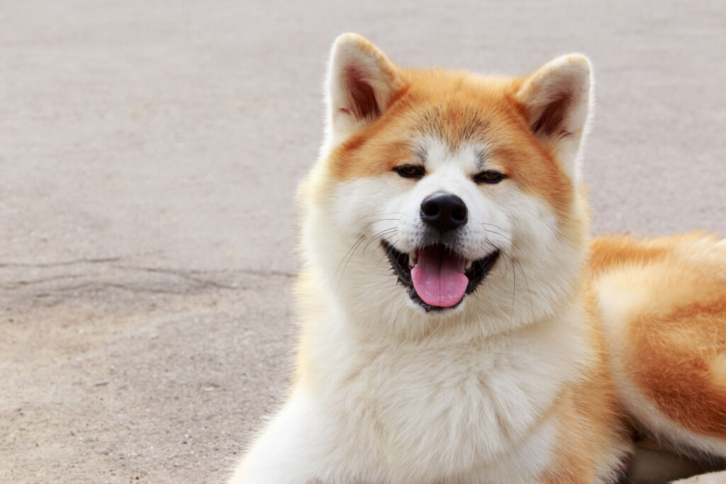cachoro branco e bege da raça Akita inu deitado