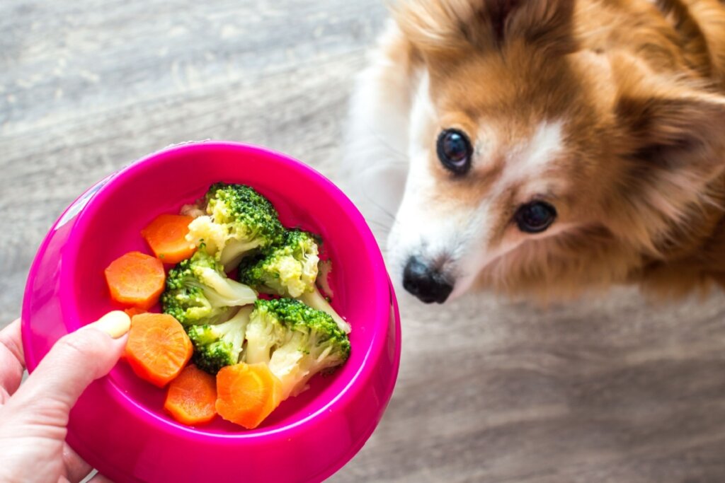 7 mitos comuns sobre alimentação para cães e gatos 