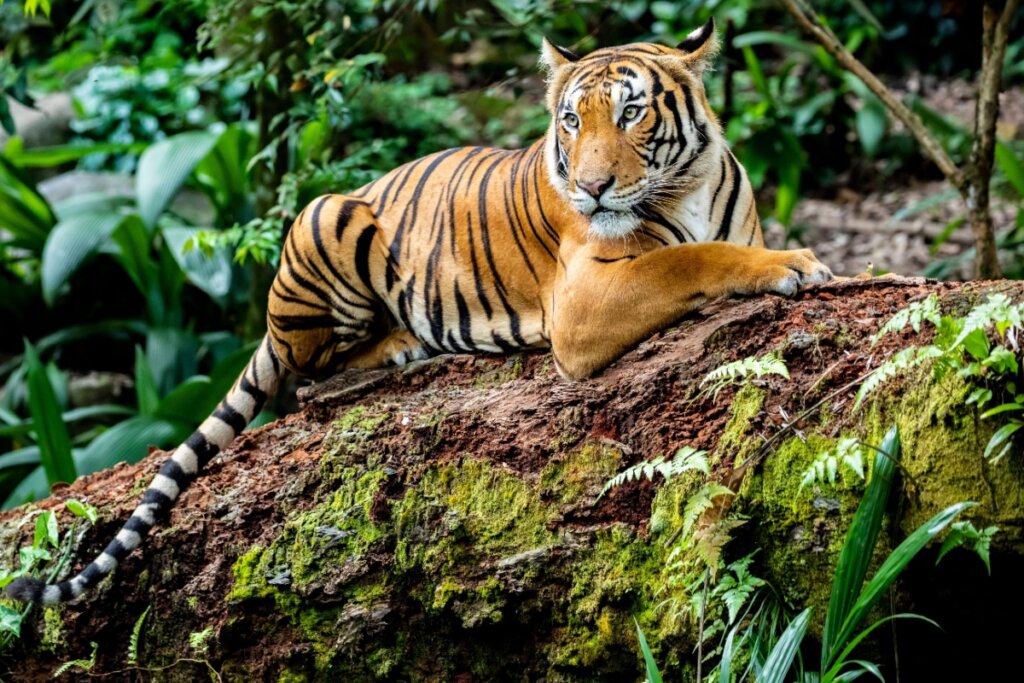 Foto de um tigre deitado sobre um tronco em meio à vegetação