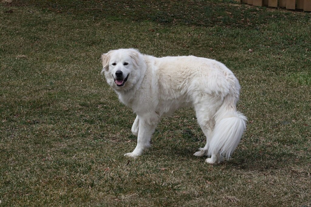 Um Cão de Montanha dos Pirenéus de grande porte e pelagem branca densa em pé sobre um gramado curto. O cachorro está posicionado de perfil, mas com o rosto voltado para a câmera, exibindo uma expressão dócil com a boca levemente aberta. Ele possui orelhas caídas e uma cauda longa e peluda. O fundo é composto por grama seca e tons terrosos, com uma cerca de madeira visível na parte superior direita.