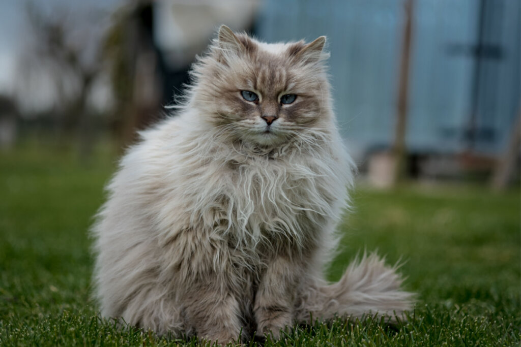 Gato siberiano des olhos azuis sentado na grama