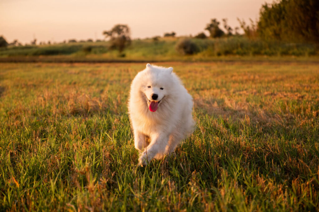 Um cão Samoieda extremamente peludo e branco corre alegremente em direção à câmera através de um campo alto de grama dourada durante o pôr do sol. O cão exibe o característico "sorriso de Samoieda" com a língua para fora. A iluminação quente do sol cria um brilho suave ao redor de sua pelagem volumosa.