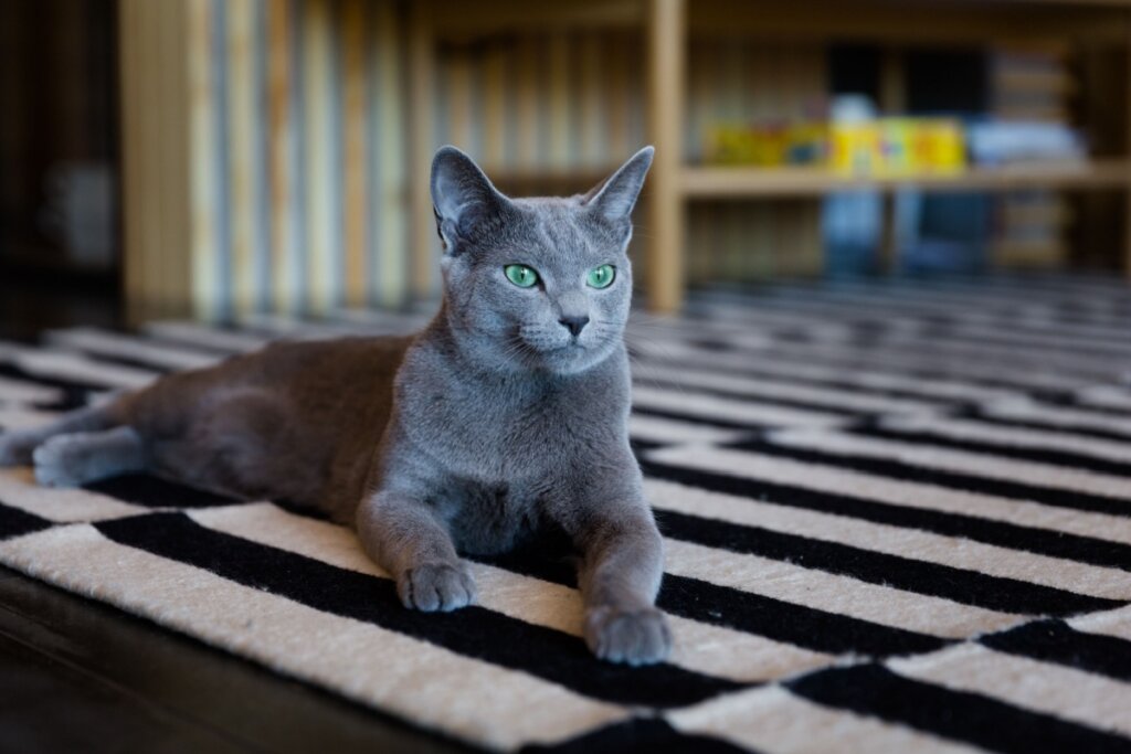 5 raças de gato originárias da Rússia 