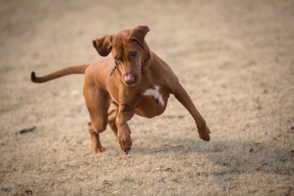 Cachorro andando em círculos pode indicar problema? Entenda as causas e quando se preocupar