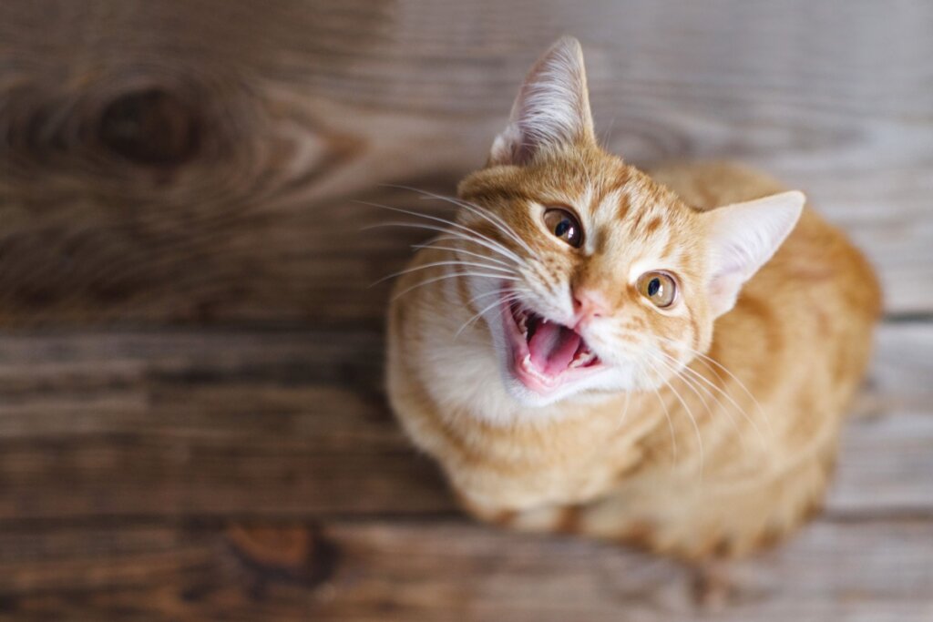 Imagem de um gato laranja no chão de madeira, com a cabeça levantada e miando com a boca aberta