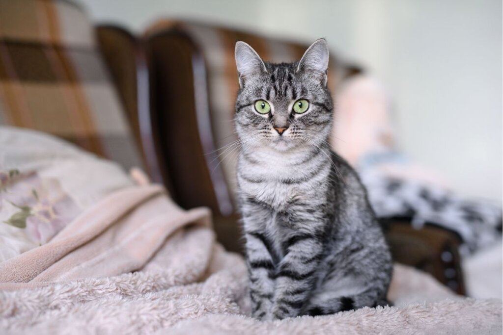 Gato American shorthair, com pelagem cinza e preta listrada, sentado em uma cama