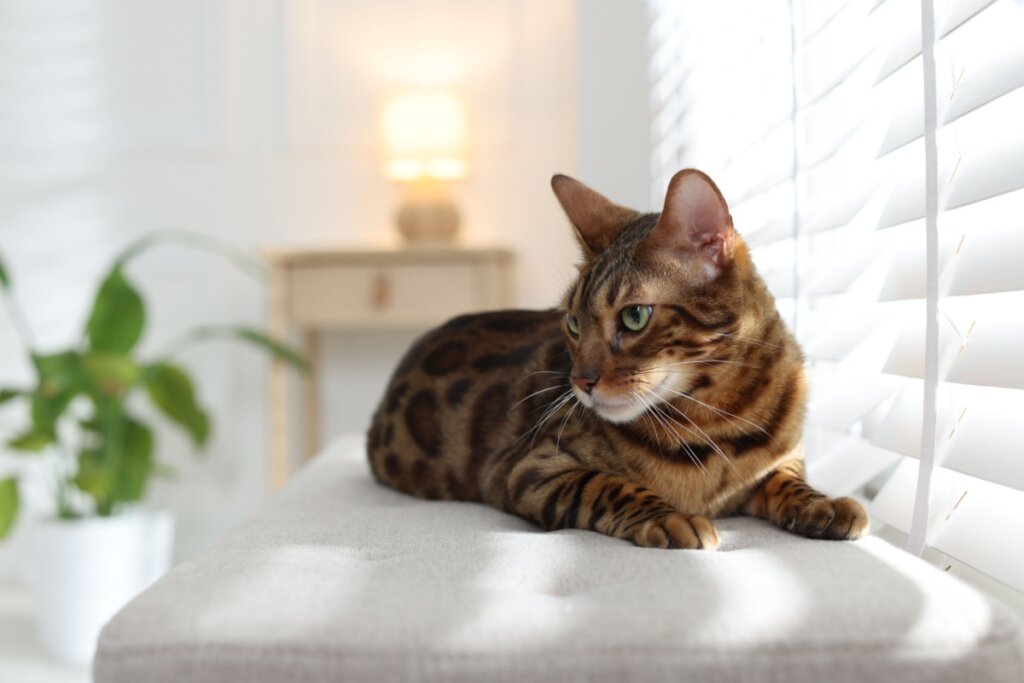 Bengal, com pelagem marrom e manchas que lembram um felino selvagem, deitado em frente a uma janela 