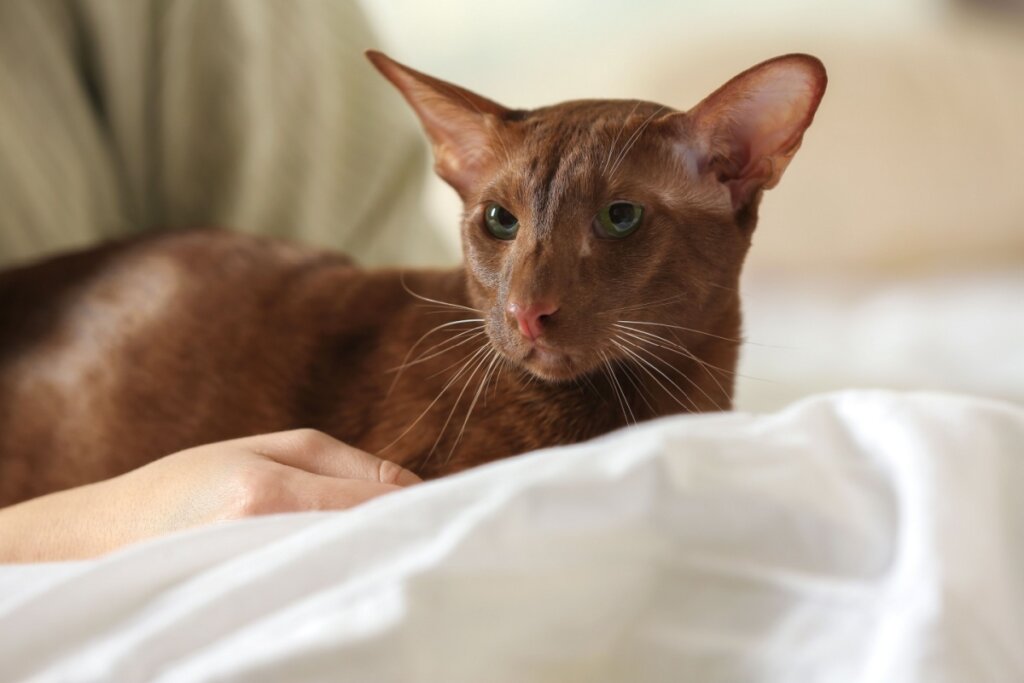 Oriental Shorthair, com pelagem marrom, deitado em uma cama com forro branco
