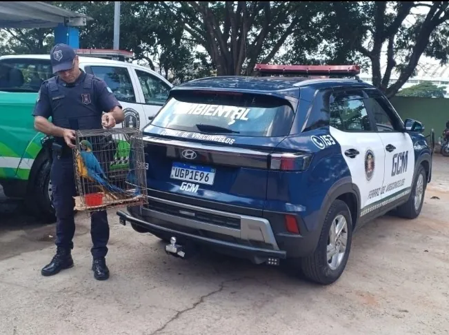 GCM de Ferraz de Vasconcelos resgata arara-canindé em via pública