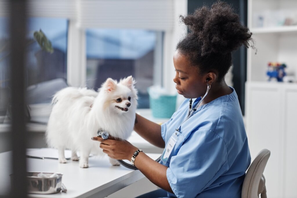 Petiscos podem fazer mal? Saiba como oferecer sem prejudicar a saúde dos pets