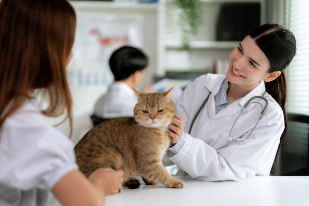 Veterinária com o cabelo preto preso, usando jaleco branco e com estetoscópio no pescoço avaliando gato com pelagem bege e branca e com tutora ao lado com o cabelo solto e usando camiseta branca 