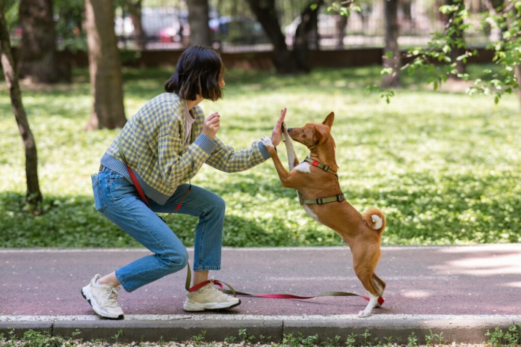 Treino para cão adulto ou idoso: veja os benefícios para a saúde do pet