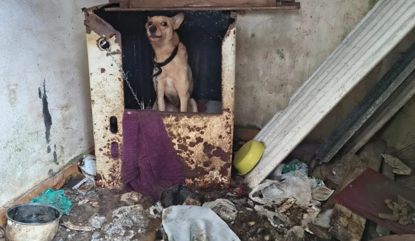 Cães são resgatados em situação de abandono e insalubridade em Mogi das Cruzes