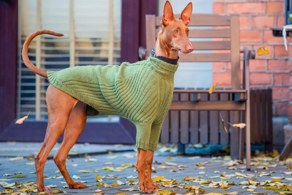 Pharaoh hound: conheça as características do cachorro dessa raça 