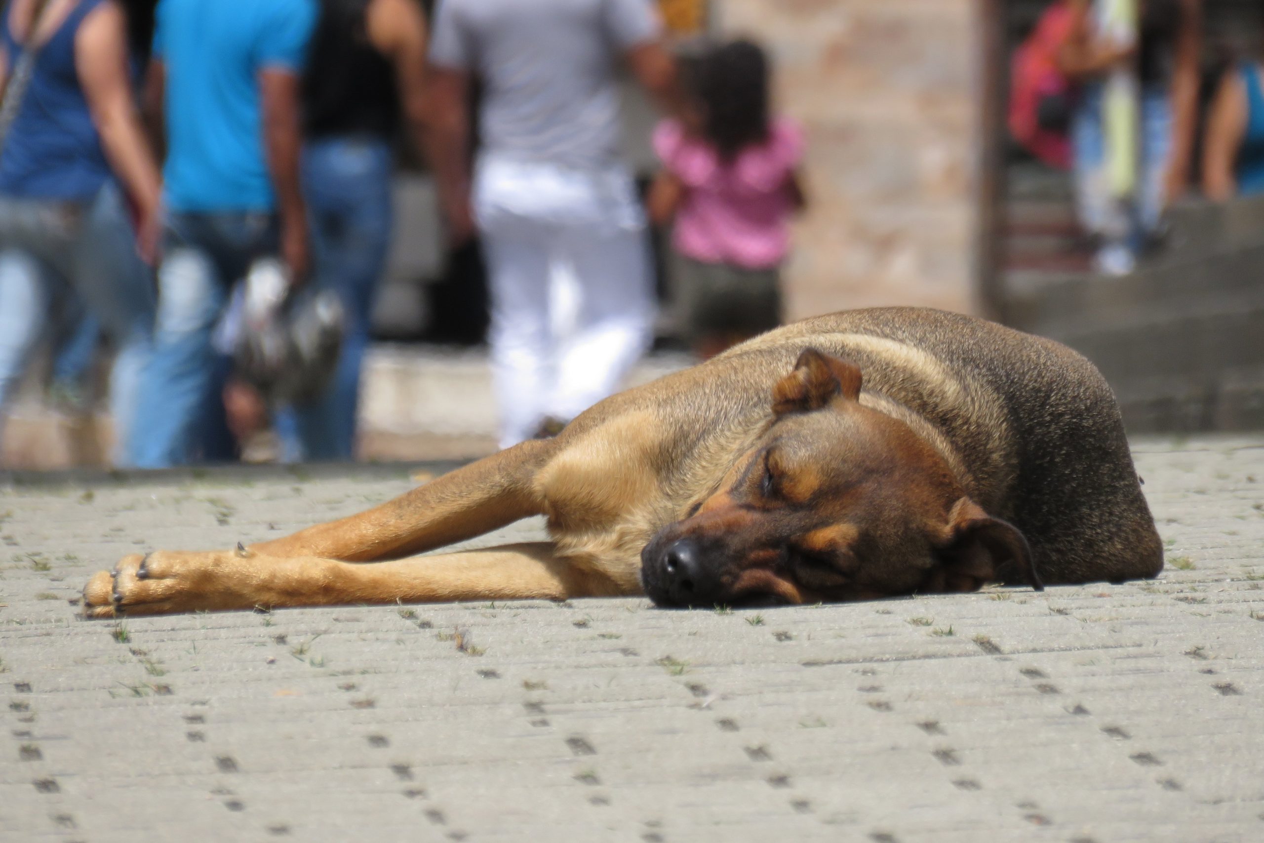 Brasil tem 4,8 mi animais em condições de vulnerabilidade, segundo relatório da Febraca
