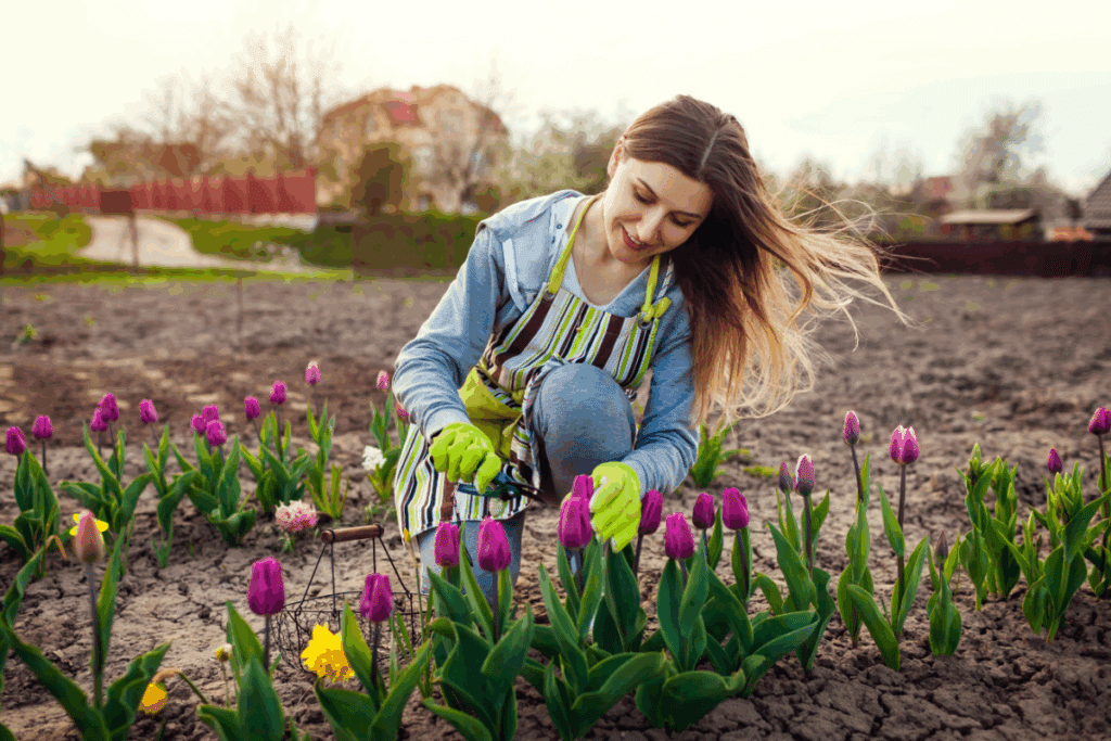 Uma mulher sorridente, usando avental listrado e luvas verdes de jardinagem, está agachada em um canteiro de terra cuidando de várias tulipas roxas e amarelas. Ao fundo, há uma área aberta residencial com árvores sob a luz suave do entardecer.