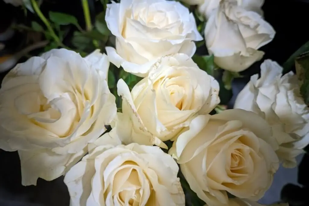 Uma imagem em plano detalhe destaca um buquê de rosas brancas desabrochadas, com pétalas sobrepostas em tons suaves de creme e marfim. A iluminação vem de cima, criando sombras suaves entre as flores e realçando suas texturas delicadas. No fundo, é possível notar folhas verdes escuras e botões de rosas ainda fechados.