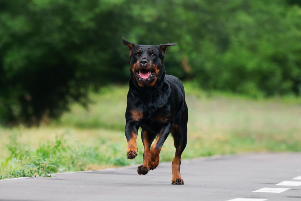 Rottweiler correndo ao ar livre 