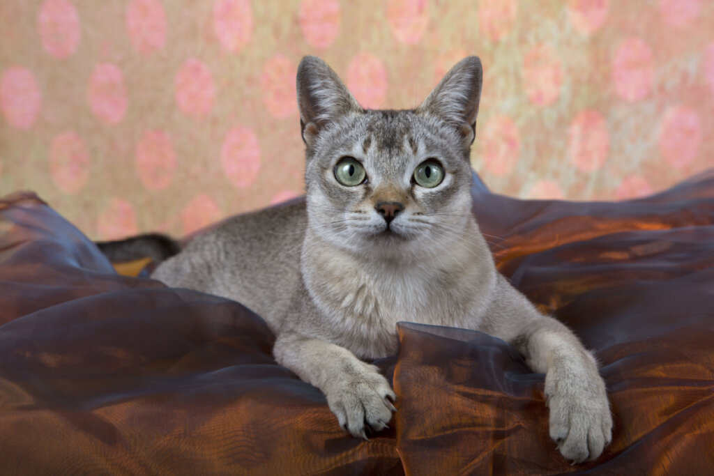 Gato Singapura deitado em um lençol marrom