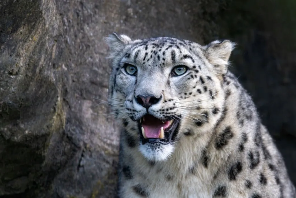 Leopardo-das-neves: 8 curiosidades sobre esse felino raro 