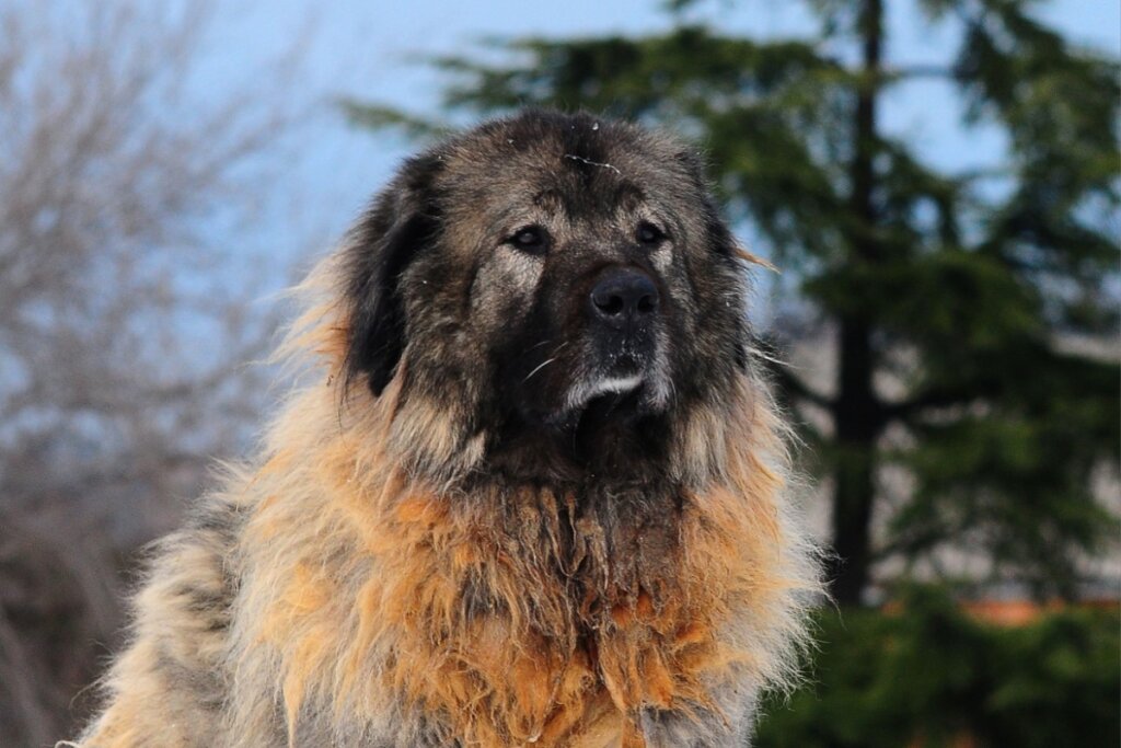 Cachorro grande com pelagem marrom e preta no rosto 