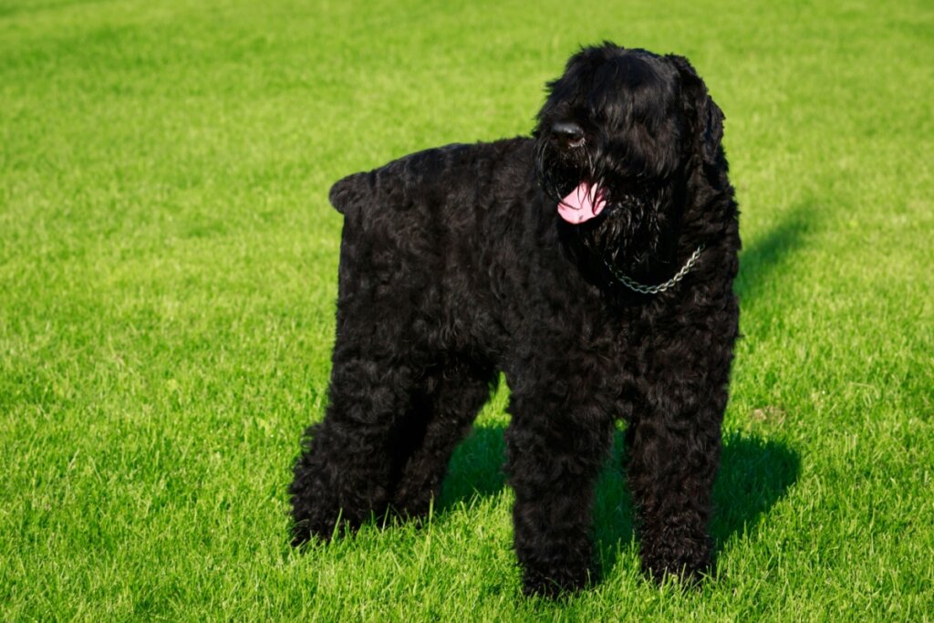 Cachorro grande com pelagem longa e preta andando na grama 