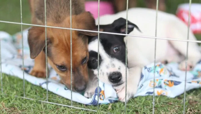 Suzano realiza feira de adoção de cães e gatos neste domingo