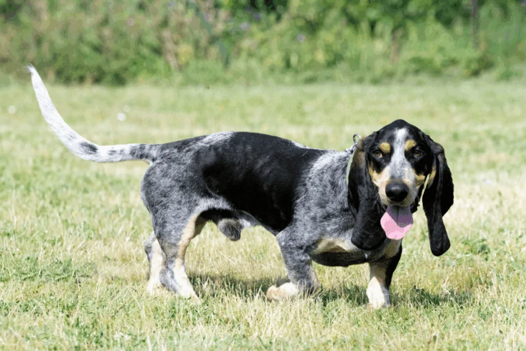 Basset azul da Gasconha: conheça as características do cachorro dessa raça