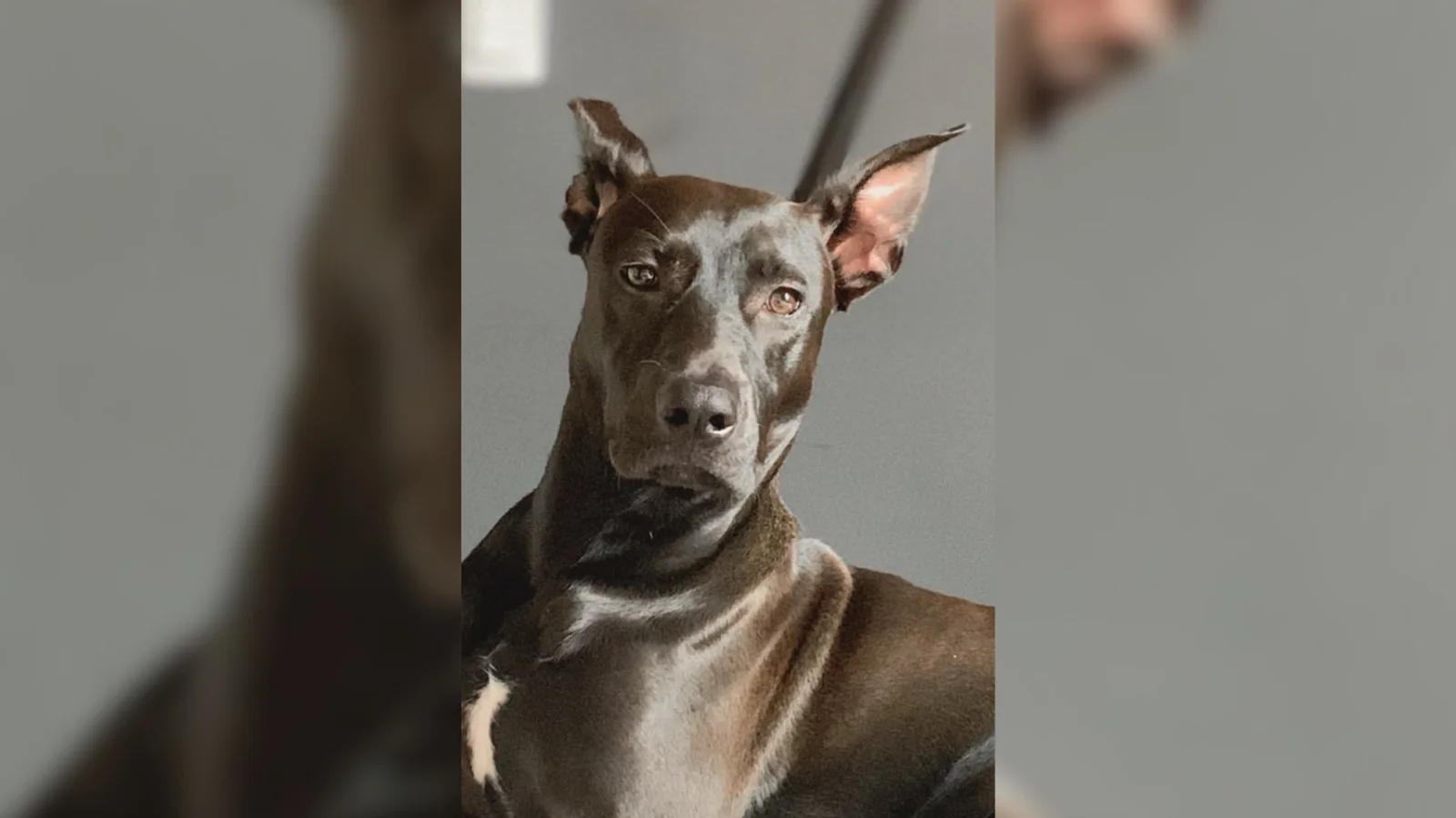 Dia do Vira-Lata: veja como adotar um pet pelo Nubea, em Mogi das Cruzes